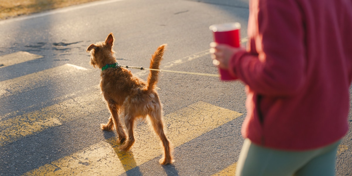 Man and Dog crossing road